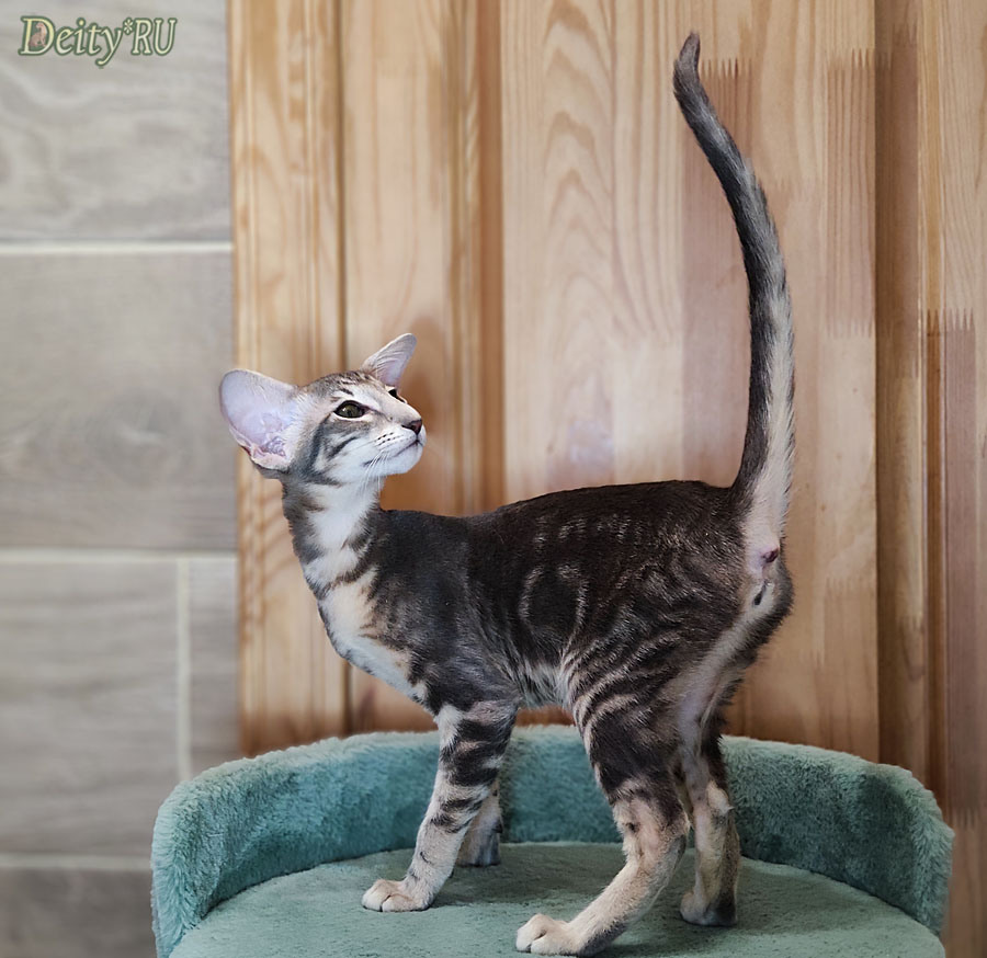 Ch. Agatha Deity*RU OSH a 22