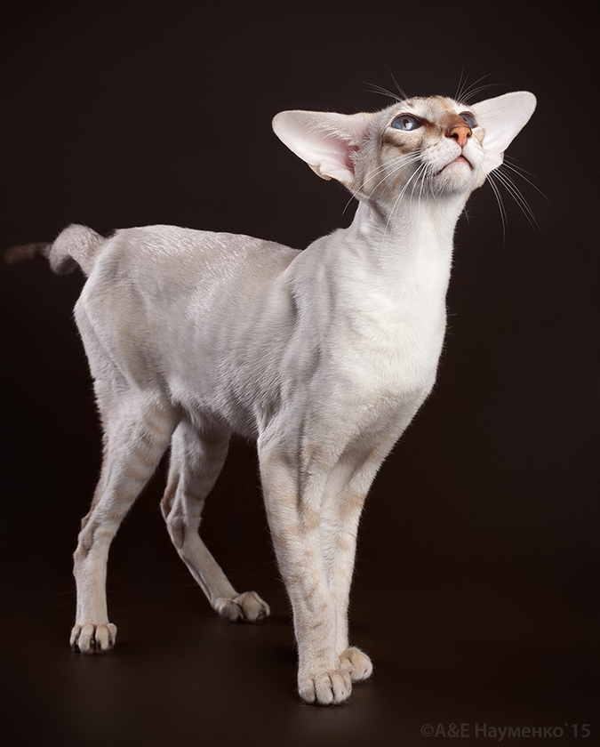 шоколад тебби поинт (SIA b 21)