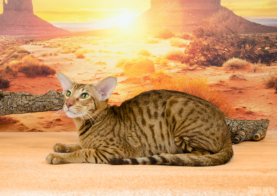 Ch. Flamingo Bagira Kasyun OSH b 24