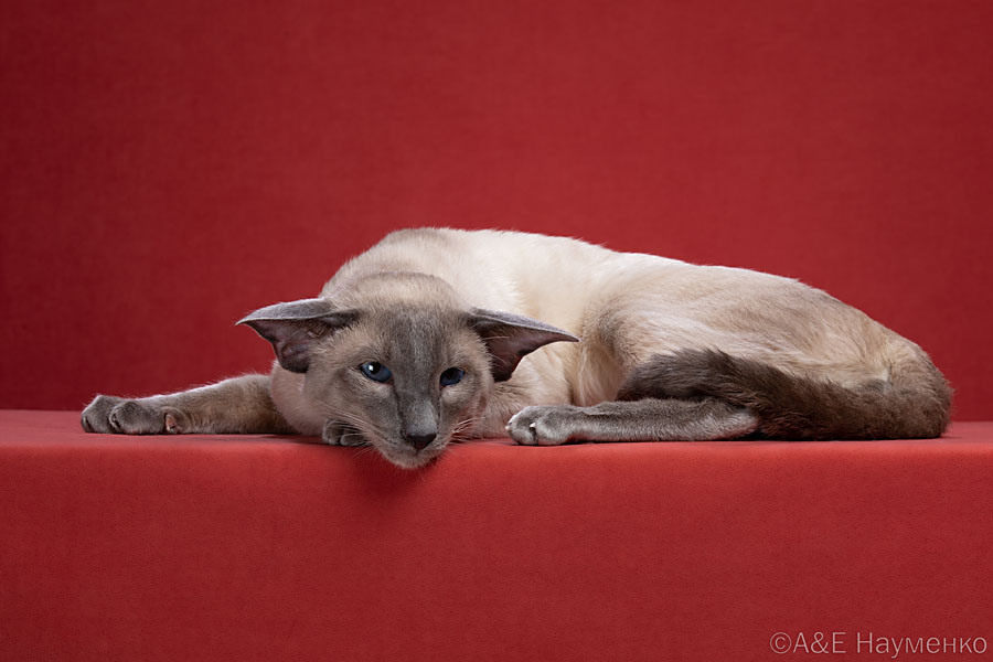 Отец: Ch. (FIFe) Ch. (WCF) Gregory-House Deity*RU, сиамская порода, SIA a