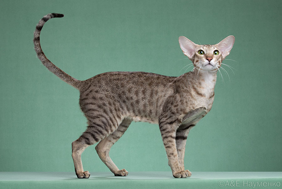 Мать: Ch. (WCF) Harizma Pretty Pleasure*BY-BFC, ориентальная порода, OSH n 24