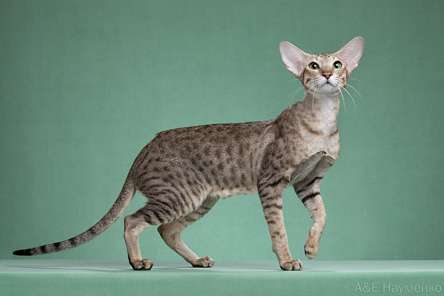 Мать: Ch. (WCF) Harizma Pretty Pleasure*BY-BFC, ориентальная порода, OSH n 24