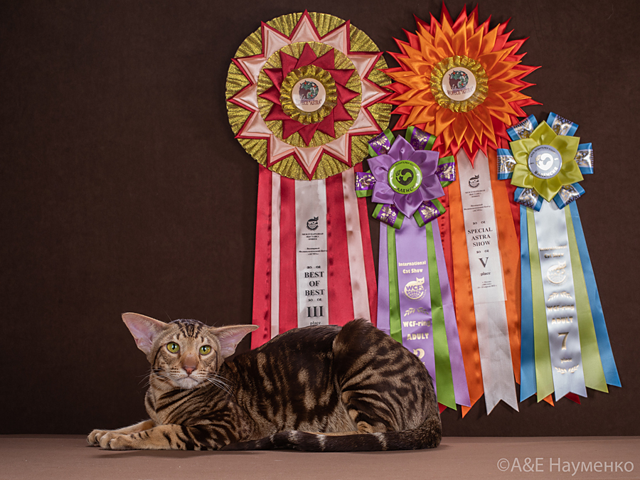Отец: Ch. (WCF) Ideal Dulce Deity*RU, ориентальная порода, OSH b 22