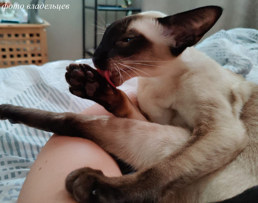 Jacaranda Deity*RU SIA n