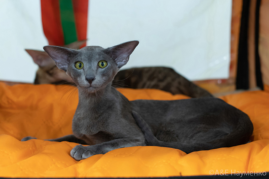 Мать: Ch. (WCF) Janis-Joplin Deity*RU, ориентальная порода, OSH a