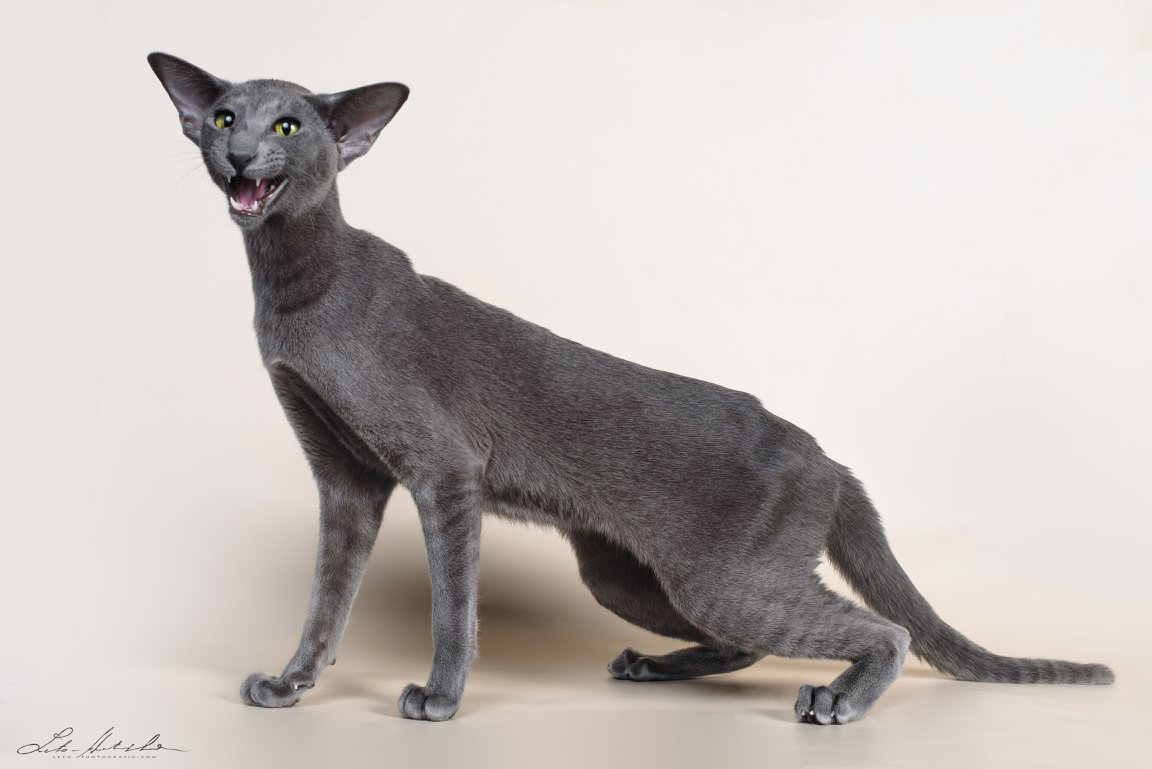 Ch. Maslenitsa Adel Kasyun OSH a