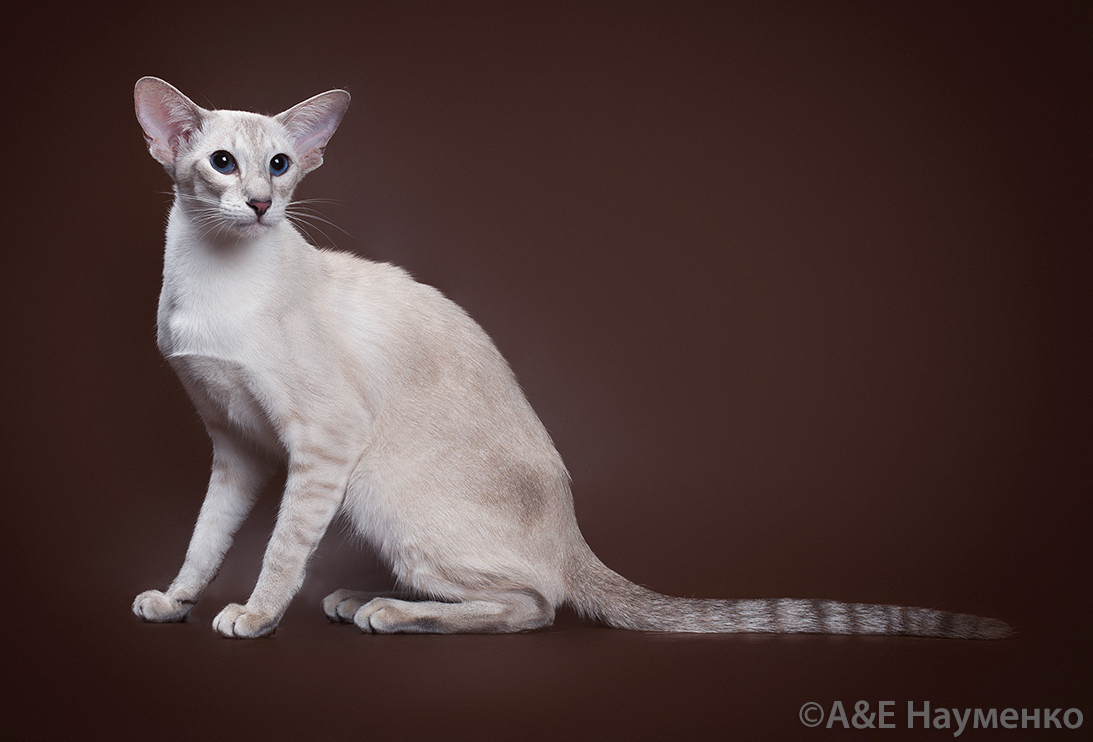 Ch. Millionairess Adel Kasyun SIA a 21