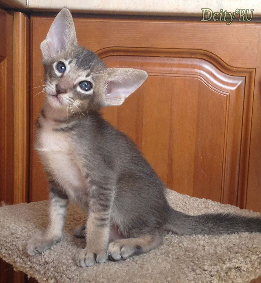 голубой тикированный (OSH a 25)