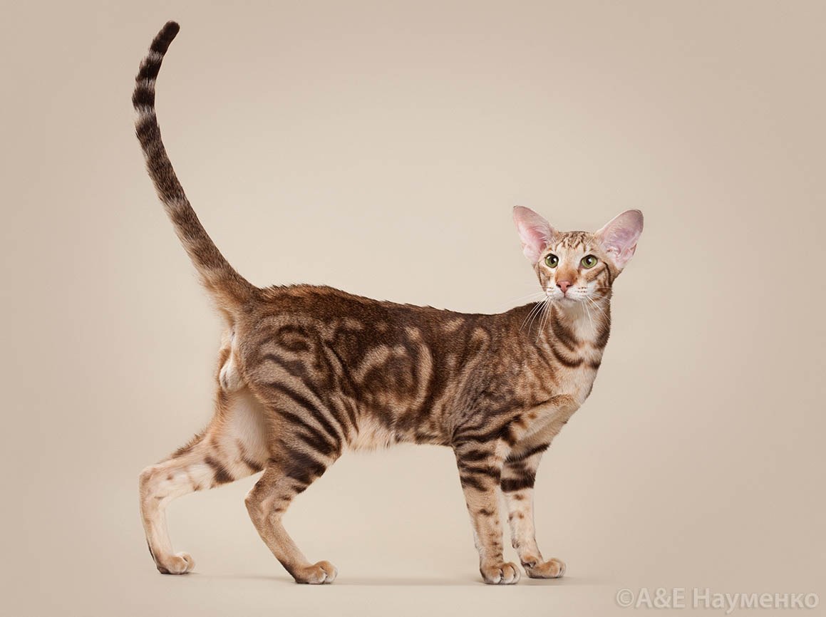 шоколадный мраморный (OSH b 22)