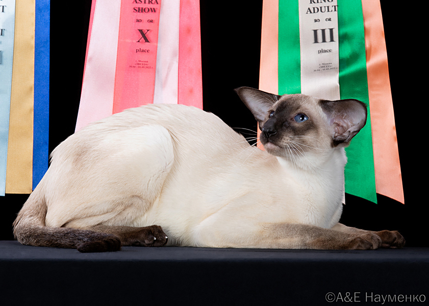 Отец: Ch. (WCF) HR*Cat Global Optimus of Deity*RU, сиамская порода, SIA n