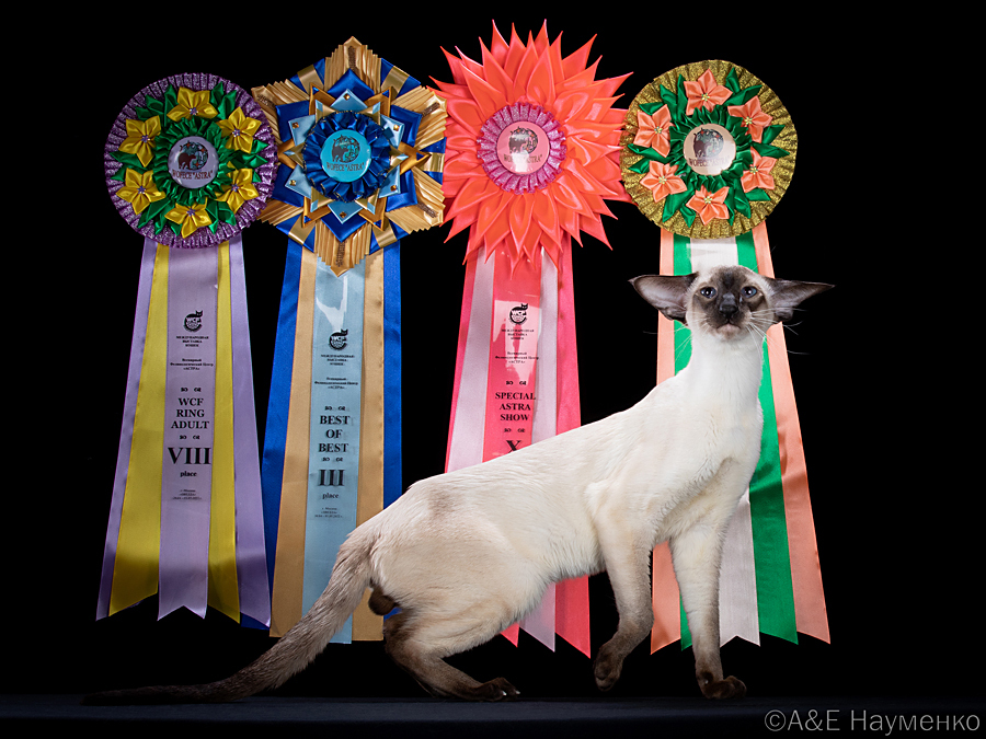 Отец: Ch. (WCF) HR*Cat Global Optimus of Deity*RU, сиамская порода, SIA n