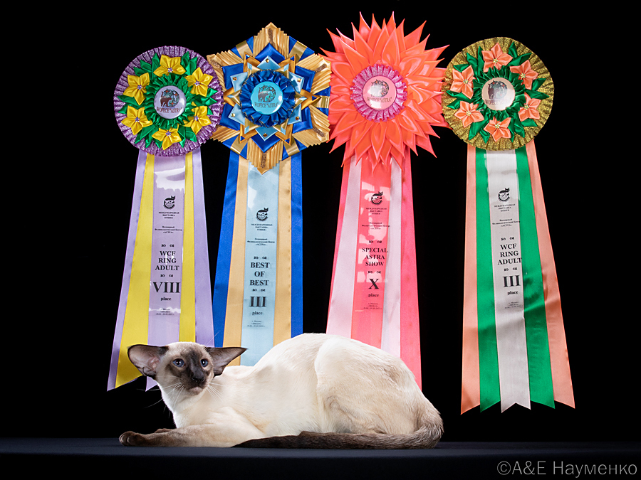 Отец: Ch. (WCF) HR*Cat Global Optimus of Deity*RU, сиамская порода, SIA n