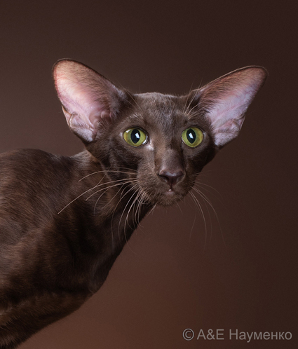 шоколадный окрас (OSH b)