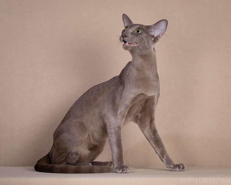 лиловый окрас (OSH c)