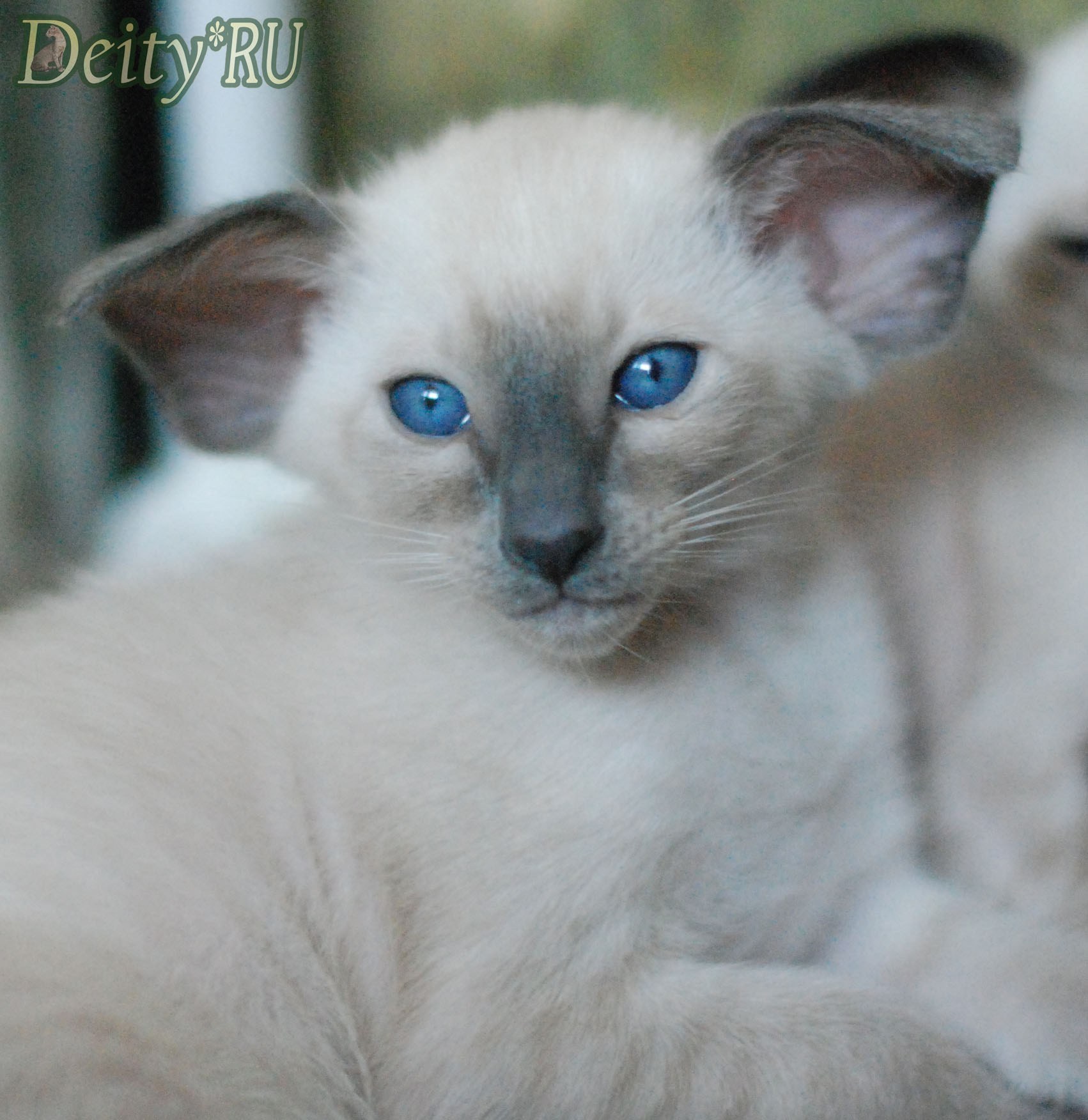 Ch. Sam Deity*RU SIA a