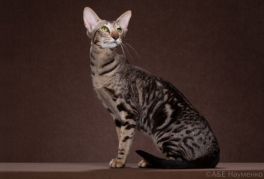 Мать: Turandot Deity*RU, ориентальная порода, OSH b 22