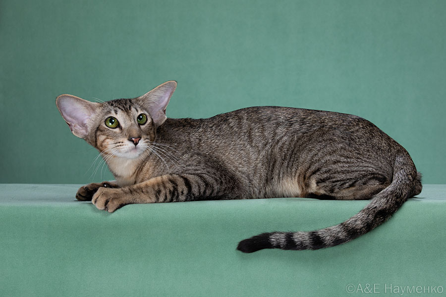 Мать: Umita Deity*RU, ориентальная порода, OSH n 24