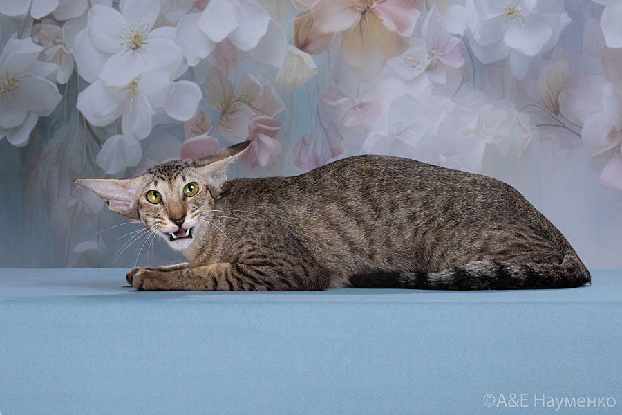 Мать: Ch. (WCF) Unika Deity*RU, ориентальная порода, OSH n 24