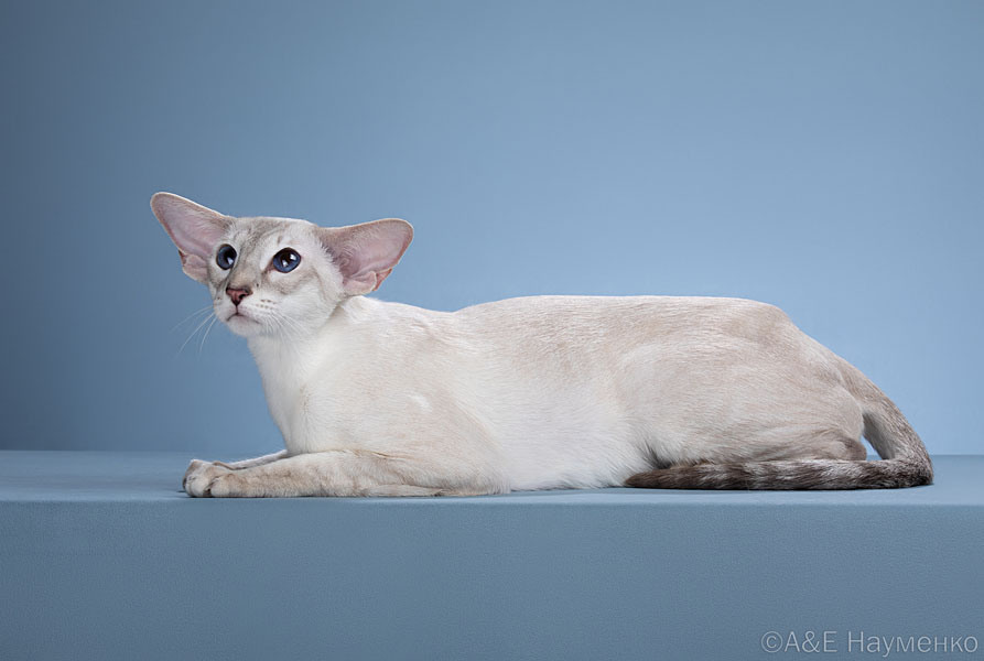 Мать: Ch. (WCF) Vkusilisa-Premudraya Deity*RU, сиамская порода, SIA a 21