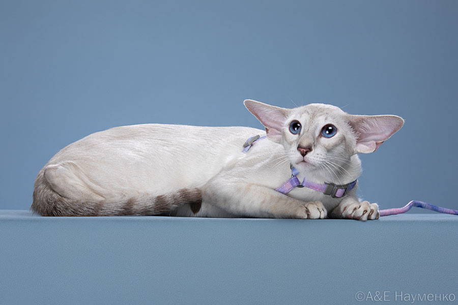 Мать: Ch. (WCF) Vkusilisa-Premudraya Deity*RU, сиамская порода, SIA a 21