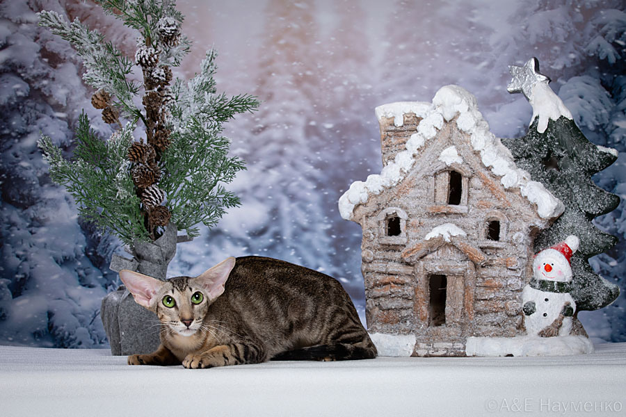 Мать: Ch. (WCF) Golden Orion Zlata, ориентальная порода, OSH n 22