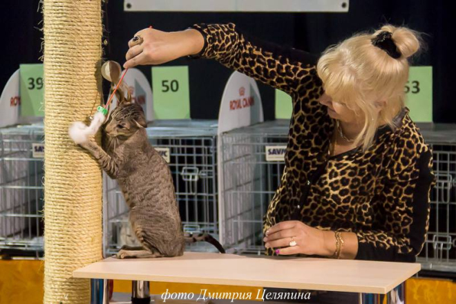 Ориентальная кошка Astra Jumanji Magic Grace — портрет