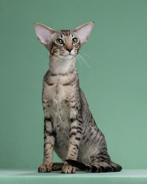 Zlatoukh Deity*RU, OSH n 24, котёнок, дата рождения 29.06.2024, ориентальная кошка