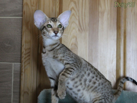 Glamur-Mur-Mur Deity*RU, OSH n 24, ориентальный кот, дата рождения 10.06.2025