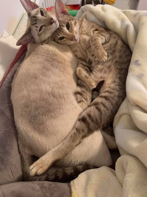 Глория и Дионис — фото от владельца