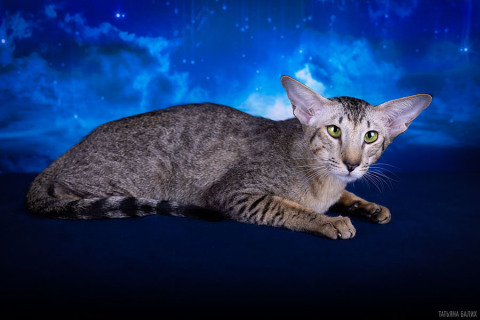 Ch. Unika Deity*RU, OSH n 24, ориентальная кошка, дата рождения 14.04.2023