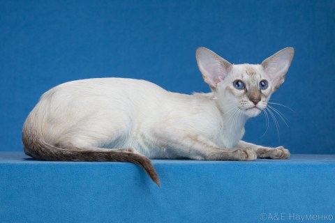 Felarion Deity*RU, SIA a 21, сиамский кот, дата рождения 04.05.2025