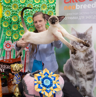 питомник ориентальных кошек Deity*RU в Москве - логотип