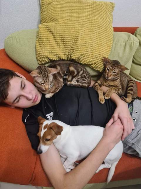 Фламинго — фото от владельца