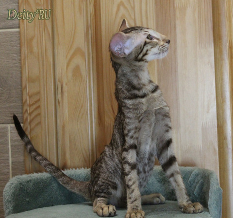 Diva Deity*RU, OSH b 24, ориентальная кошка, дата рождения 17.01.2025