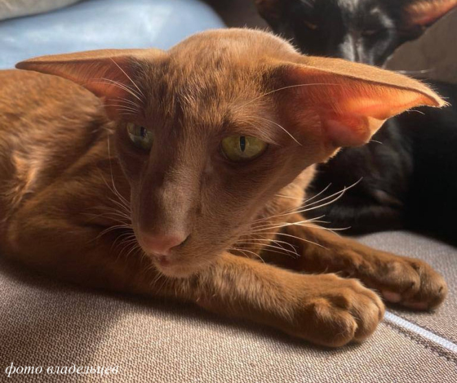 Ориентальный кот циннамонового окраса OSH o - питомник Deity*RU