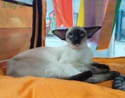 Отец: Ch. (WCF) HR*Cat Global Optimus of Deity*RU, сиамская порода, SIA n