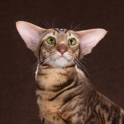 ориентальный кот Идеал