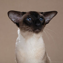 сиамский кот Савелий