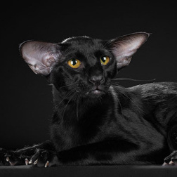 ориентальная кошка Чара: Wow Chara Deity*RU OSH n