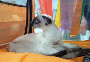 Отец: Ch. (WCF) HR*Cat Global Optimus of Deity*RU, сиамская порода, SIA n