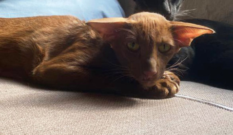 Deity*RU — фото от владельцев