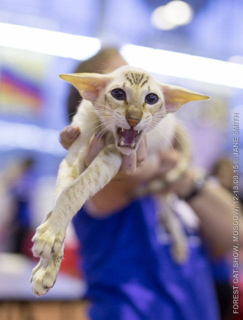 Сиамский кот Int. Ch. (FIFe) Gr. Int. Ch. (WCF) Ai-Inochi Charly шоколад табби поинт — портрет производителя питомника Deity*RU Москва