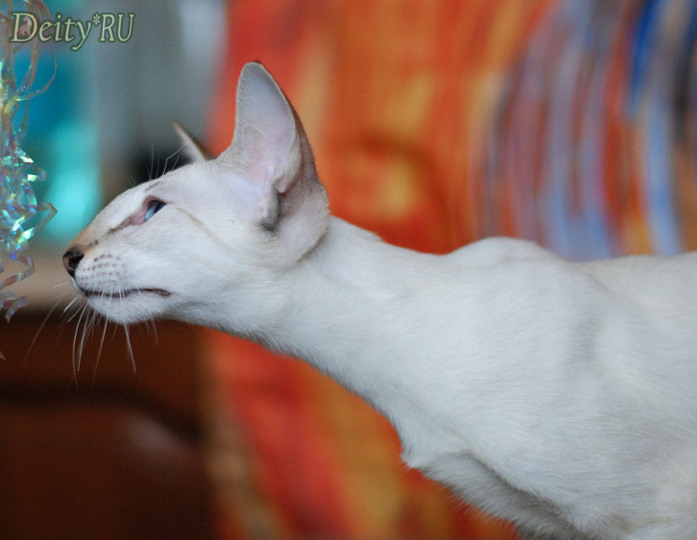 сиамская кошка