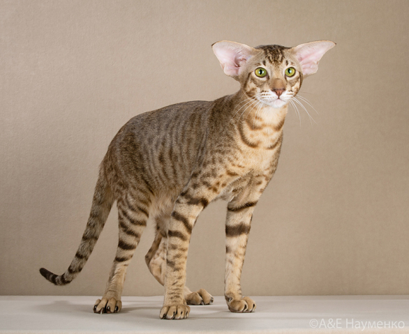 ориентальный кот: Ch. Lovely Dulce Deity*RU OSH b 24