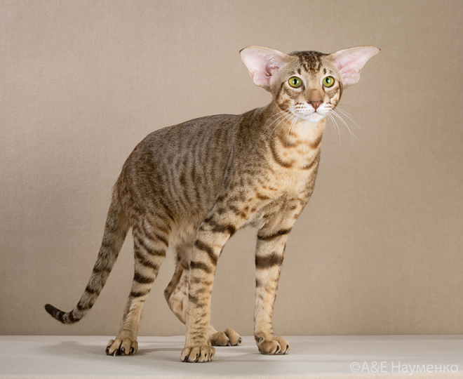 ориентальный кот: Ch. Lovely Dulce Deity*RU OSH b 24