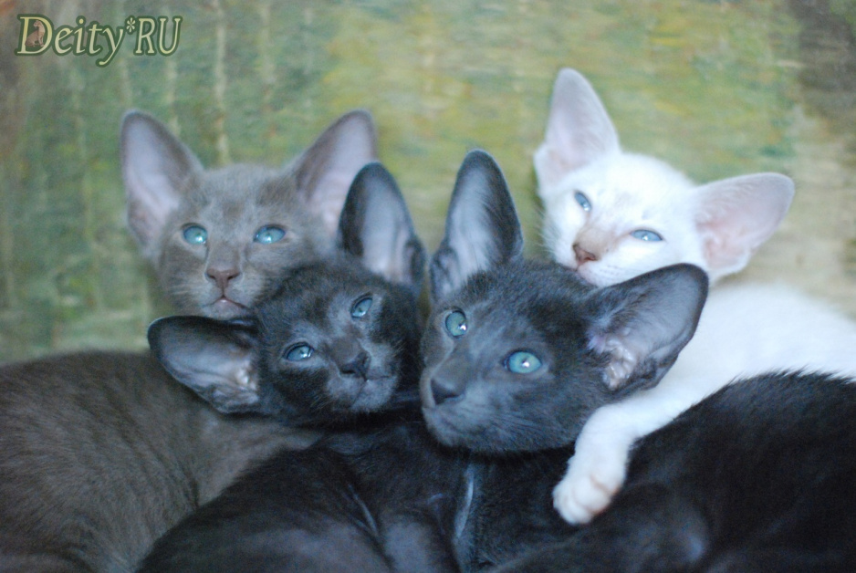 ориентальные котята
