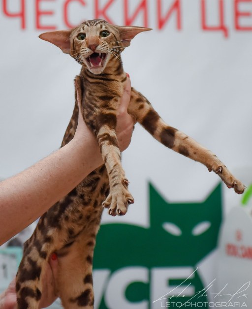 питомник ориентальных кошек