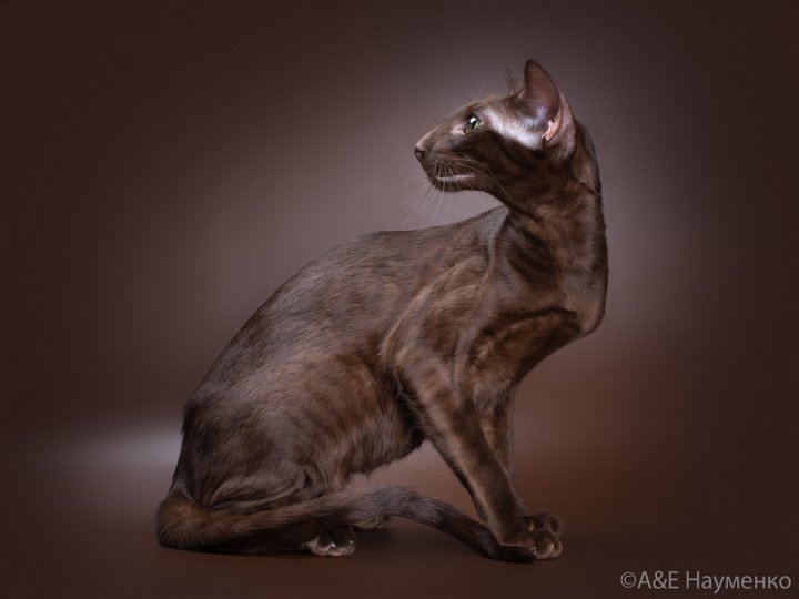 ориентальная кошка