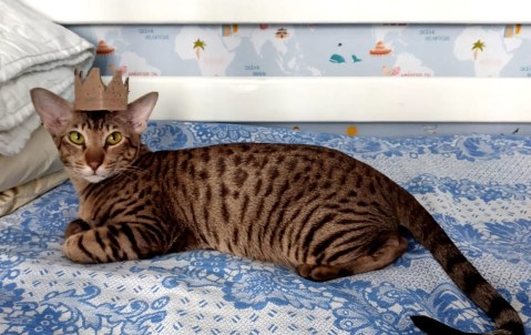 Халва — фото от владельца