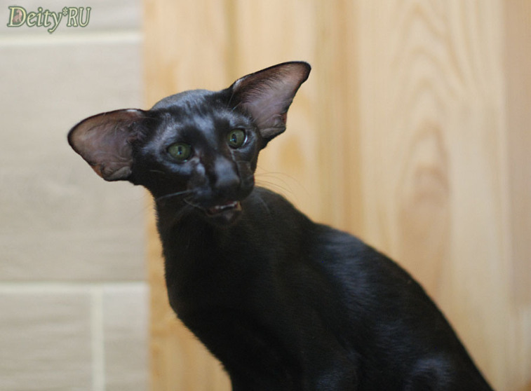 Ориентальный кот чёрного окраса OSH n - питомник Deity*RU